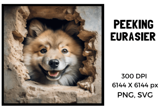 Peeking Eurasier